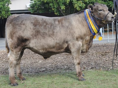 2012 Sydney Royal Reserve Champion Middleweight steer. Wallawong and R & J Lucas Sire-Wallawong Quorum