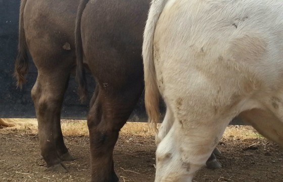 3 steers hindquarters