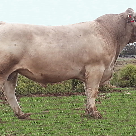 Murray Grey bull LEJ K27