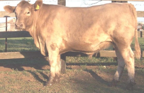 Wallawong Champ, steer class