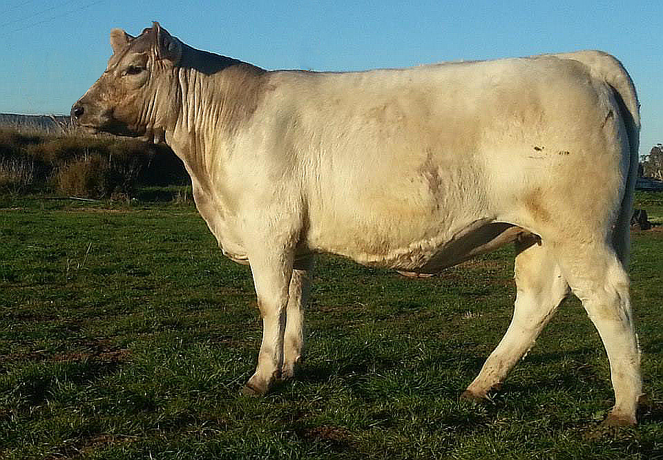 Wallawong Matilda LEJ H8 murray grey cow