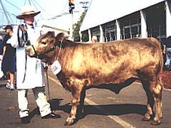 Wallawong Rodney Carlo, carcase class