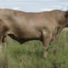 Wallawong Ripsnorter LEJ C46 stud bull
