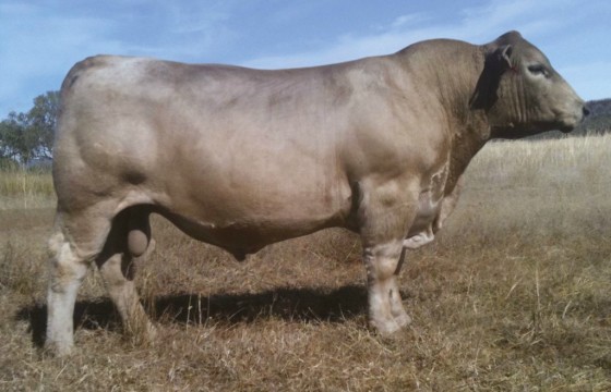 Wallawong Unbelievable LEJ F12 sold 2012 top price bull $13,000