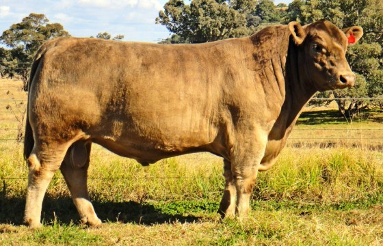 Wallawong Under The Radar LEJ F8 murray grey semen bull