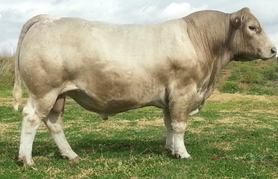 Wallawong Winchester LEJ H66 sold $10,000 2015 sale. Son of Starbright. Result of Embryo Mt View Valdawn x Starbright