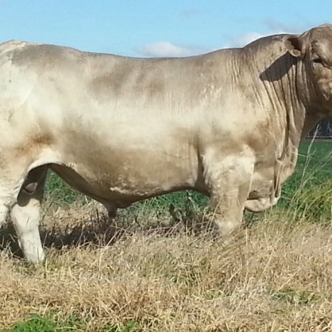 Wallawong Xyris LEJ J16 top priced bull $20,000 2015 sale