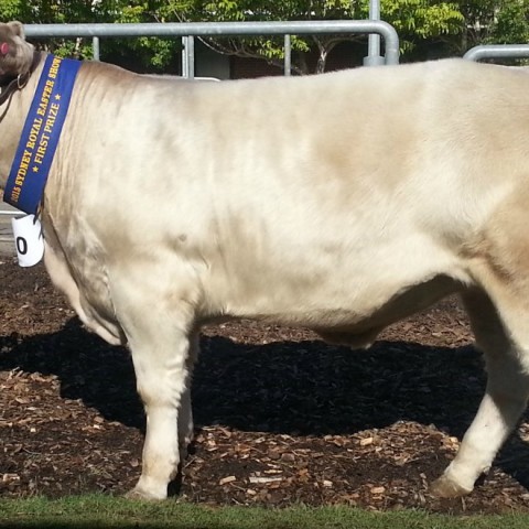 Murray Grey first prize carcase at 2015 Sydney Royal