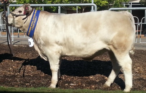 Murray Grey first prize carcase at 2015 Sydney Royal