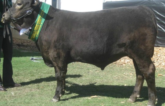 Wallawong Murray Greys Cameron