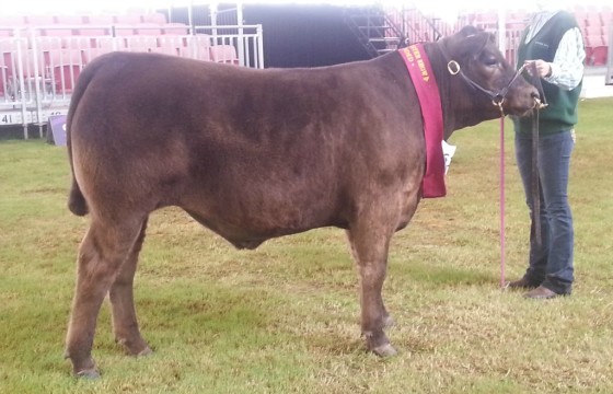 Murray Grey steers at 2014 Sydney Show