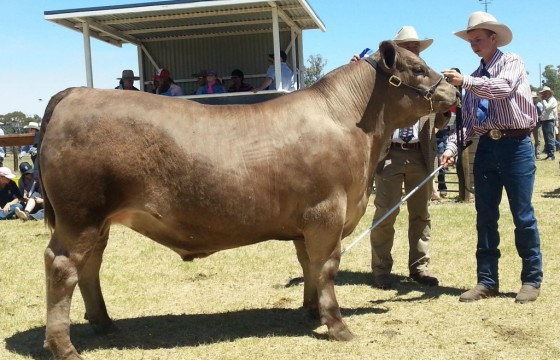 Humdinger Murray Grey steer