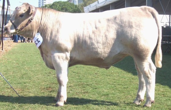 Wallawong Quicky, Murray Grey carcase