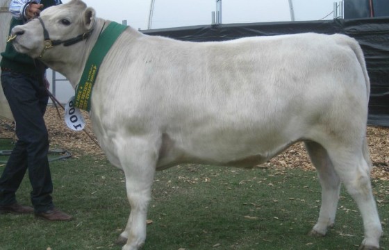 Louis champion carcase