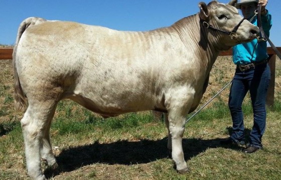 2014 Upper Hunter Beef Bonanza - Champion Unled Steer