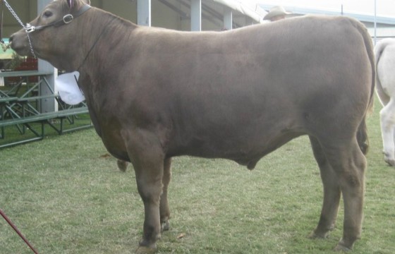 Picton, Murray Grey carcase class