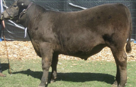 Murray Grey Richard carcase class