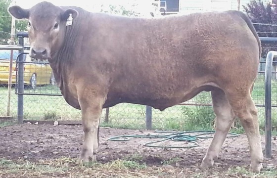 2014 Upper Hunter Beef Bonanza - 2nd place carcase