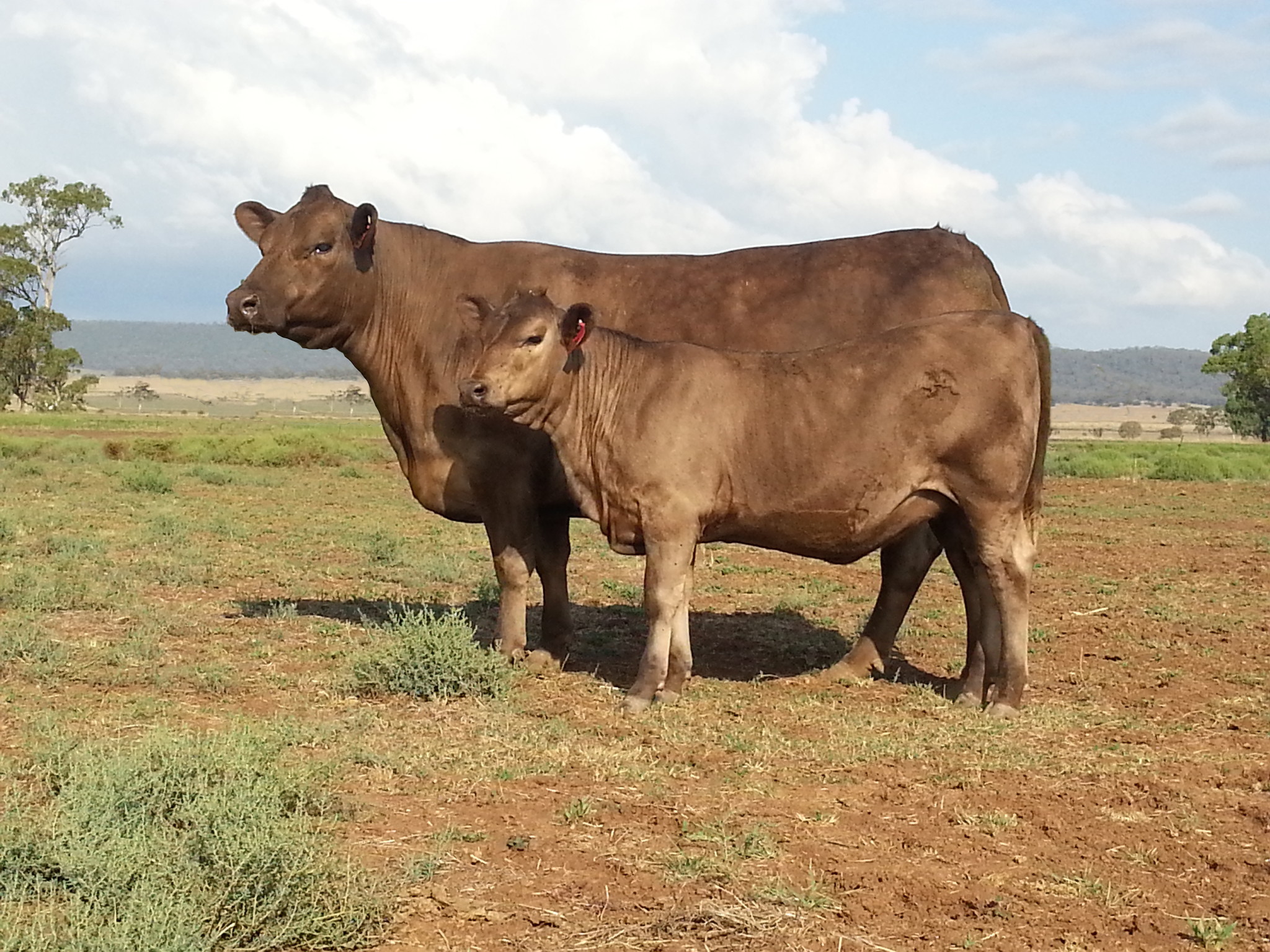 Outstanding cow and calf available at Murray Grey National Show and