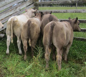 Murray Grey calf calves