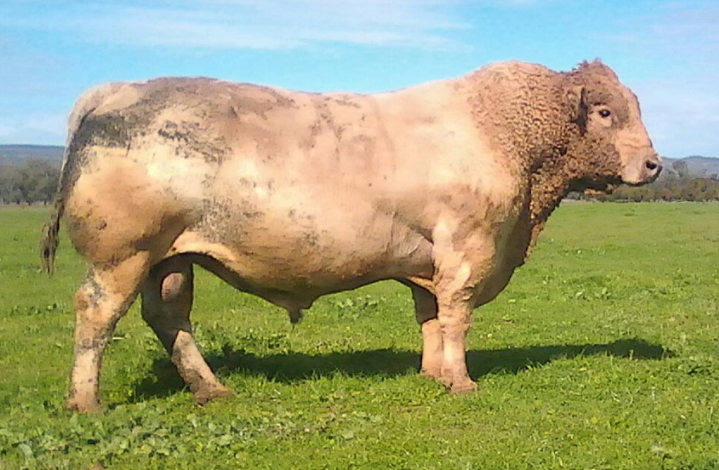 Murray Grey bull Wallawong Ripsnorter