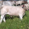 murray grey bull calf