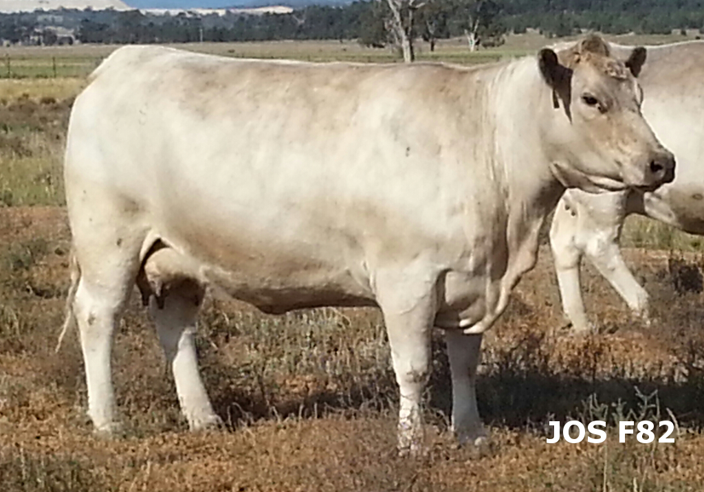 Wallawong New Kid on the Block LEJ N80 - Image 3