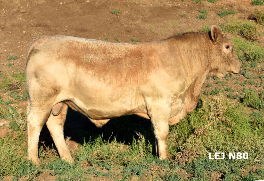 Wallawong New Kid on the Block LEJ N80 - Image 4