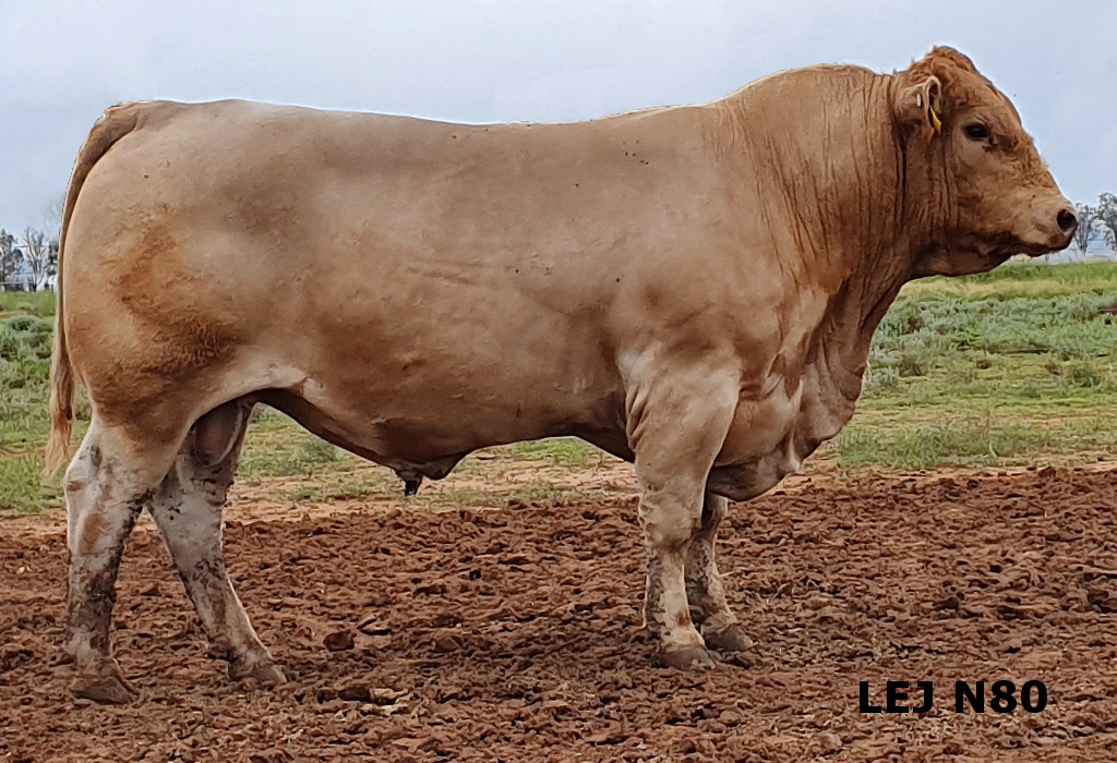 Wallawong New Kid on the Block LEJ N80