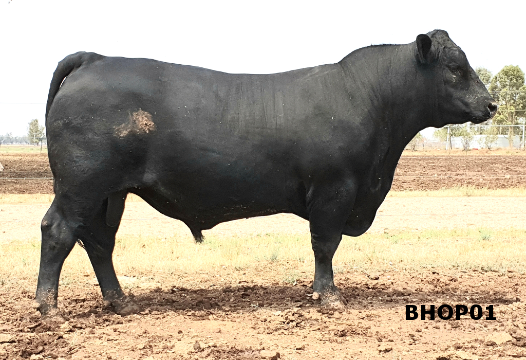 Angus - Wallawong Murray Greys